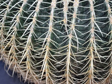 Cactus plant, in the family of Cactaceaeの写真素材