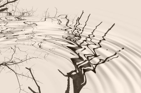 Trees branches reflected in the water wavesの写真素材