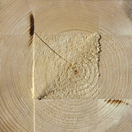 Wood cross section with annual growth rings 
