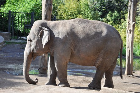 Elephant (family of Elephantidae, Elephas and Loxodonta)の写真素材