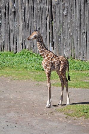 Giraffe, Giraffa Camelopardalis (Kingdom Animalia, Phylum Chordata, Class Mammalia, Order Artiodactyla, Family Giraffidae)の写真素材