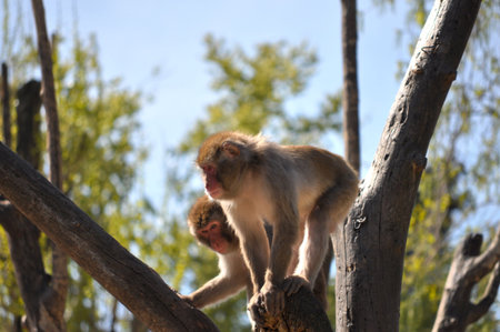 Japanese Macaque (Macaca fuscata), aka Snow Monkeyの写真素材
