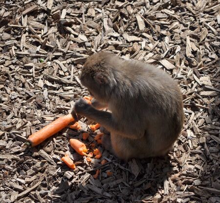 Japanese Macaque (Macaca fuscata), aka Snow Monkeyの写真素材