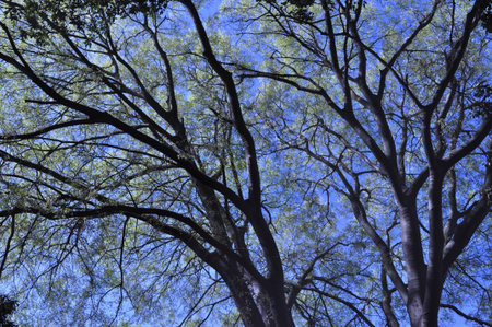 Trees branches and leaves over sky background