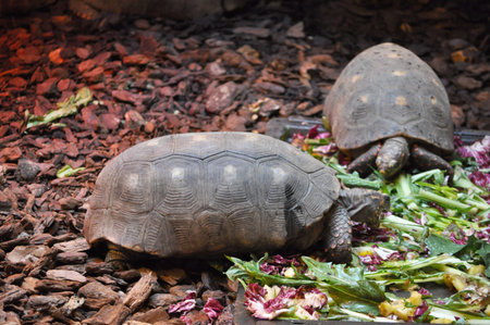 Turtle reptile of the order of Testudines