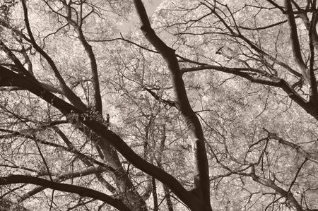 Trees branches and leaves over sky backgroundの写真素材