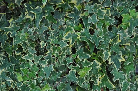 Green ivy leaves useful as a backgroundの写真素材