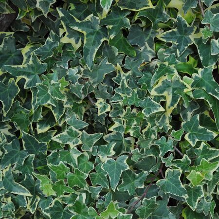 Green ivy leaves useful as a backgroundの写真素材