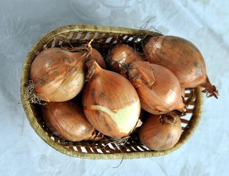 Onion (Allium cepa) also known as garden or bulb onionの写真素材