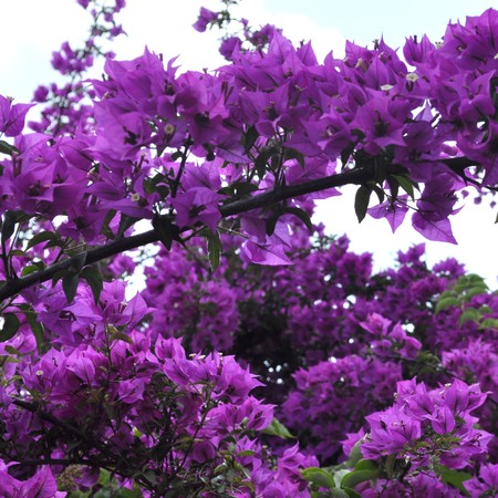 Bouganvillea - Plantae Magnoliophyta Magnoliopsida Caryophyllales Nyctaginaceae Bougainvilleaの写真素材