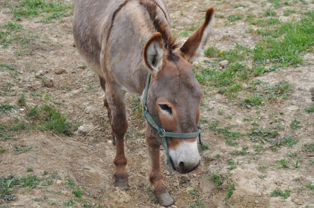 Domesticated donkey or ass - Animalia Chordata Mammalia Perissodactyla Equidae Equus Asinusの写真素材