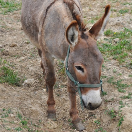 Domesticated donkey or ass - Animalia Chordata Mammalia Perissodactyla Equidae Equus Asinusの写真素材