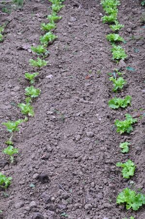 Horticulture with salad plants in a fieldの写真素材