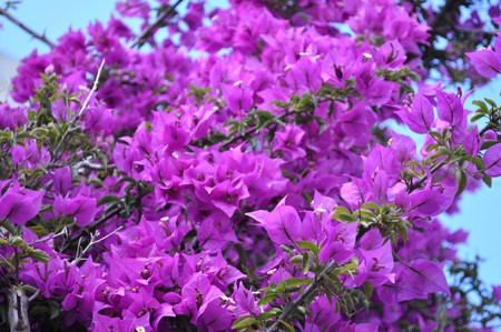 Bouganvillea - Plantae Magnoliophyta Magnoliopsida Caryophyllales Nyctaginaceae Bougainvilleaの写真素材