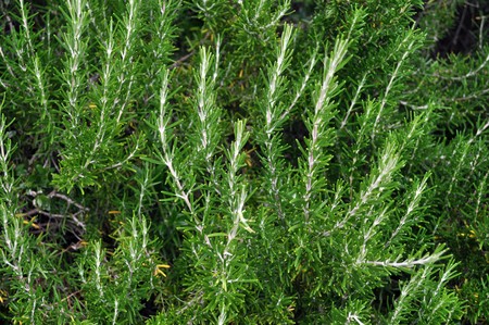Rosemary Rosmarinus officinalis perennial herb with fragrant evergreen leavesの写真素材