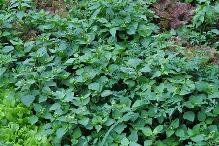 Green leaves greenery useful as a backgroundの写真素材