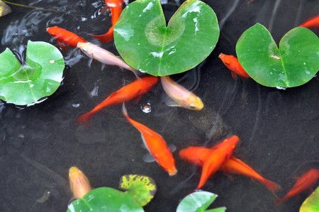 Red goldfish in a bowl or water pondの写真素材