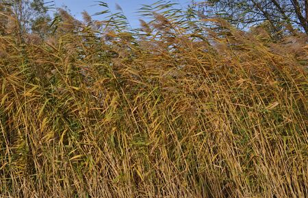 Bamboo plants - Plantae Angiosperms Monocots Commelinids Poales Poaceae Bambusoideae - useful as a backgroundの写真素材