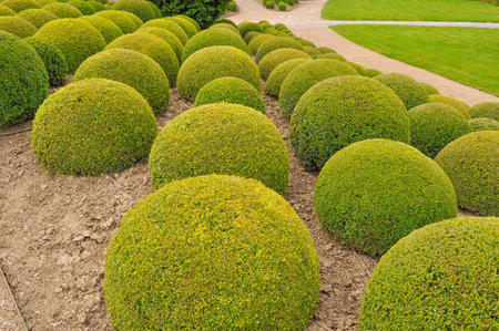 Gardens at the Royal Chateau in Amboise in the Indre et Loire departement of the Loire Valley in Franceの写真素材