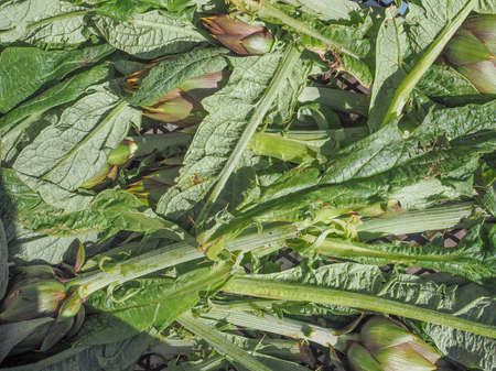 Artichoke vegetables vegetarian food useful as a backgroundの写真素材