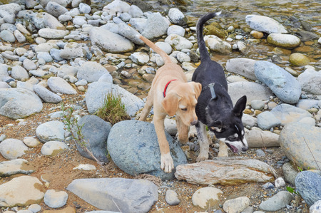 Labrador and Rottweiler Husky dogs playing in a riverの写真素材