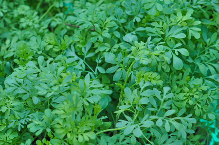 Green Ruta graveolens aka Common Rue plantの写真素材