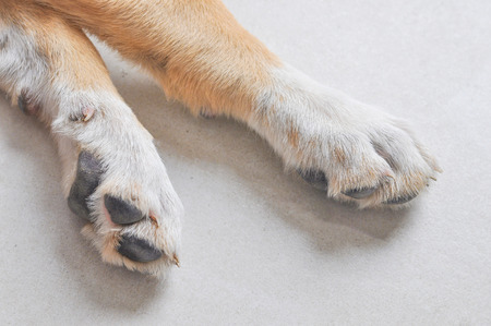 Detail of feet of domestic Labrador dog aka Canis lupus familiaris animal of class Mammalia aka mammalsの写真素材