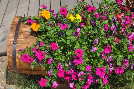 Flowersの写真素材