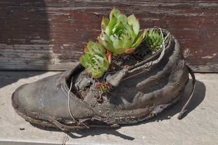 Cactus (Angiosperms Eudicots Caryophyllales Cactaceae) plant in an old showの写真素材