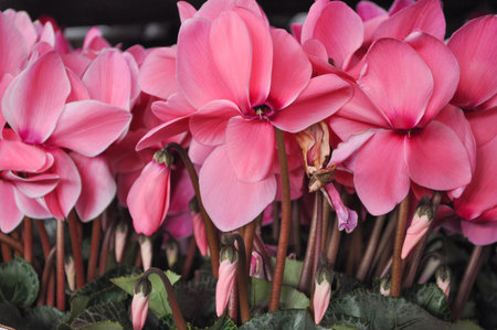 Cyclamen (Cyclamen persicum) flowerの写真素材