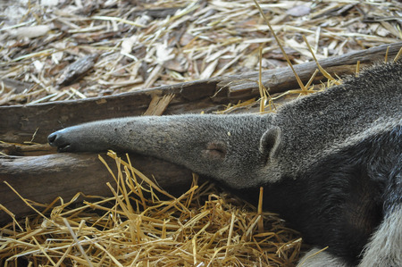 Anteater of the suborder Vermilingua mammal animalの写真素材