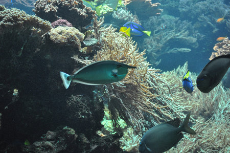 Tropical fishes underwater with bright colours