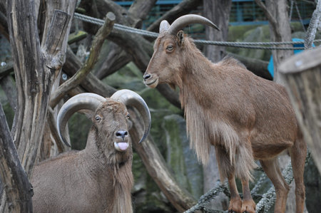 Mountain goat (Capra) mammal animal