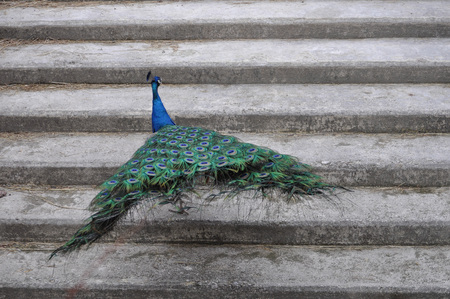 Male Indian Peacock or Peafowl bird animalの写真素材