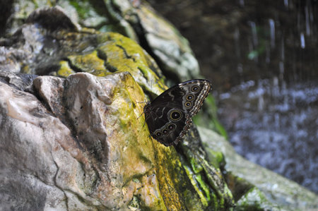 Butterfly in the order of Lepidoptera insect animal on a flower