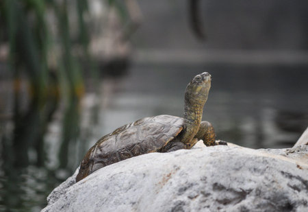 Turtle reptile animal on a rock by the pond