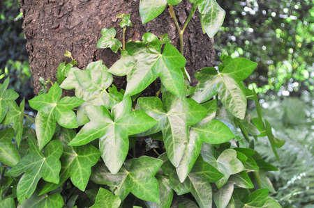 evergreen ivy (scientific name Hedera) plant leavesの写真素材