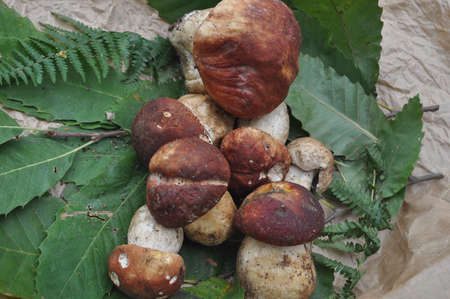 porcini mushrooms vegetarian food (scientific name Boletus edulis)の写真素材