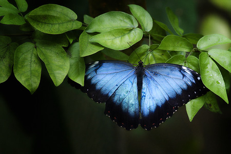 butterflyの写真素材