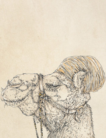 a camel with a turban, a humanized realistic animal, dressed in a hatの写真素材