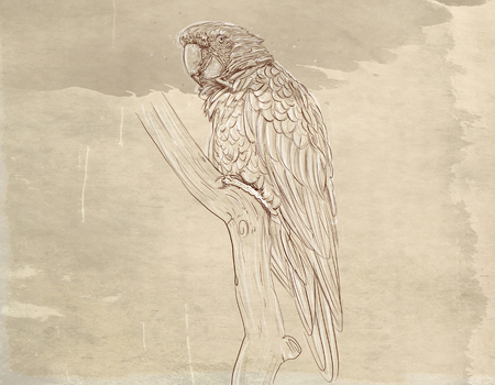 a parrot series of animals with vintage background, artistic postcardsの写真素材