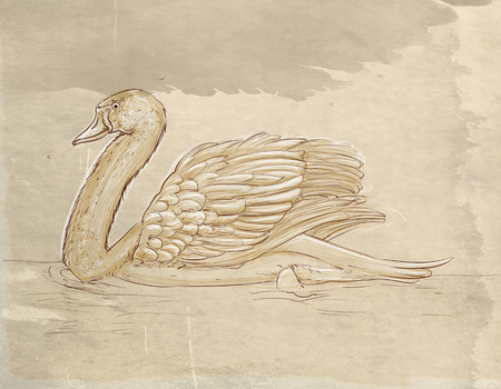 a swan in the lakeの写真素材