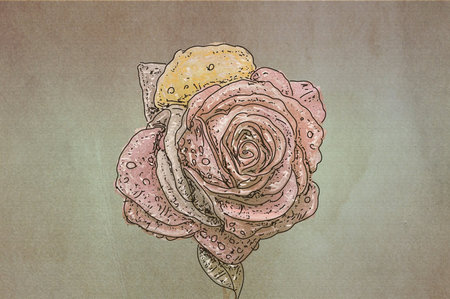 Hand drawn rose flower on old paper backgrounda tone.の写真素材