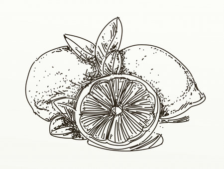 Sketch of a lemon. Vector illustration of a lemon.の写真素材