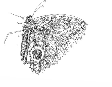 Illustration of a butterfly on a white background. Drawing by hand.の写真素材