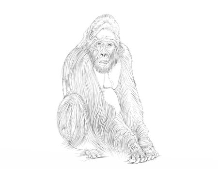 Sketch of a gorilla on a white background. Vector illustrationの写真素材