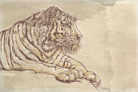 Sketch of a tiger on a white background. Hand drawn illustration.の写真素材
