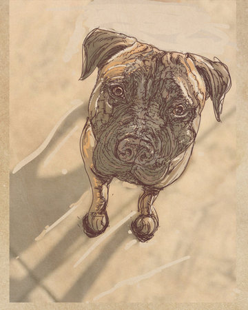 Pitbull dog sketch on old paper. Hand drawn illustration.の写真素材