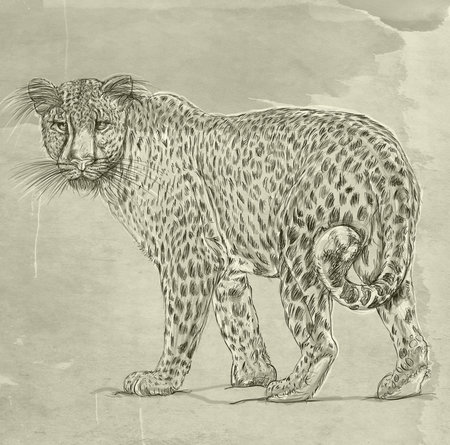 sketch of a cheetah in the style of engravingの写真素材