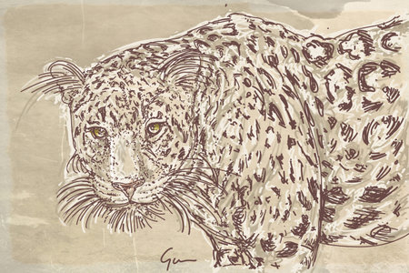 sketch of a leopard. hand drawn illustration.の写真素材